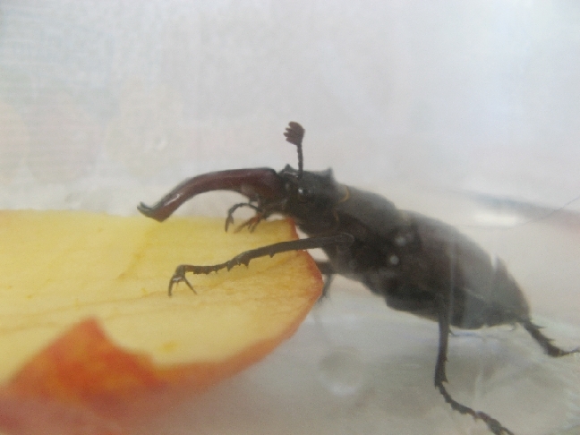 ho trovato un Lucanus Cervus (Cervo Volante) consigli grz